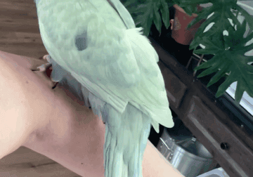 Indian Ringneck Baby – Rare Mutation